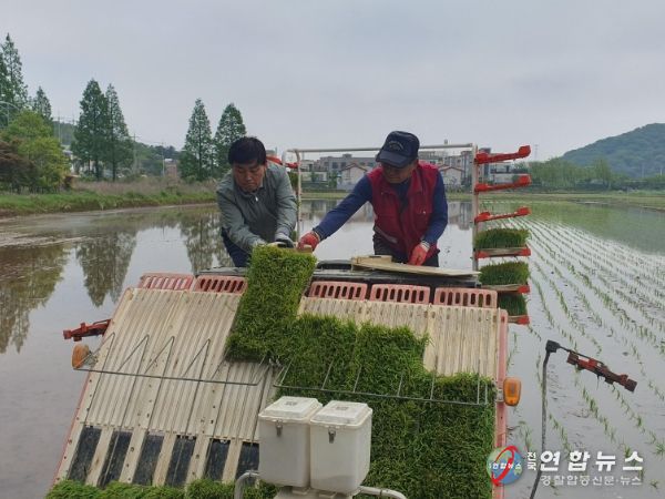 5월 12일 영흥면 모내기