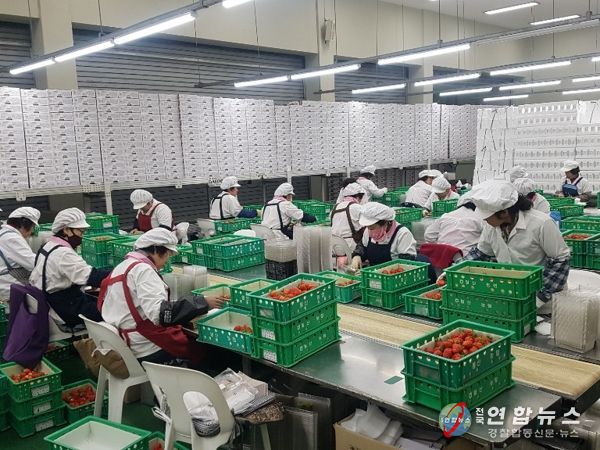 담양 딸기, 아시아 전역으로 수출길 넓힌다