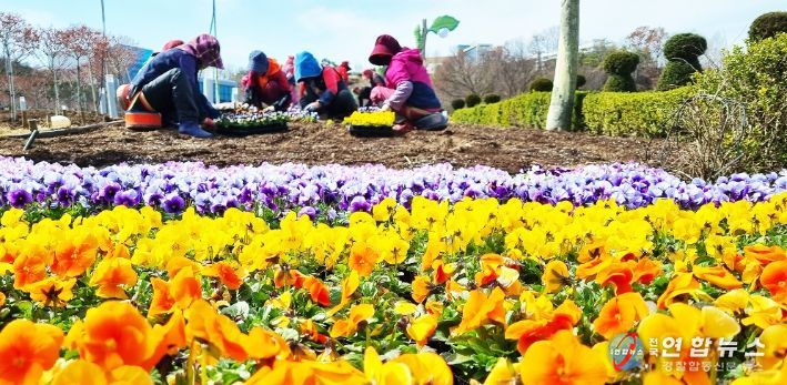 함평나비대축제 앞두고 봄꽃 준비 ‘한창’