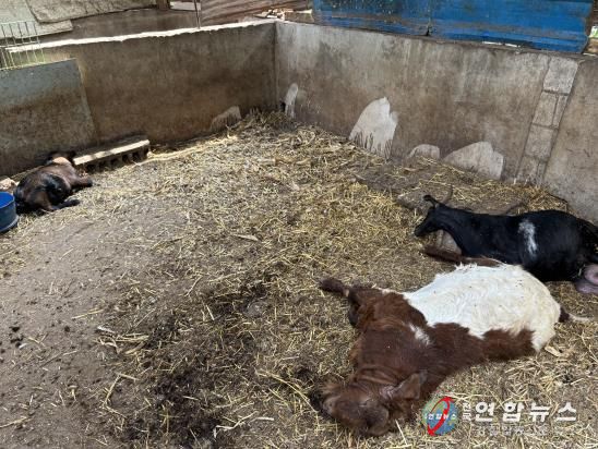 경기도북부동물위생시험소, 국내 첫 염소 ‘보툴리즘’ 진단