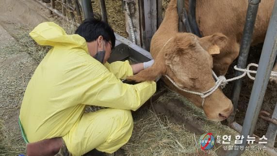용인특례시가 10월 31일까지 소와 염소 사육농가를 대상으로 구제역 예방백신 일제접종을 진행한다