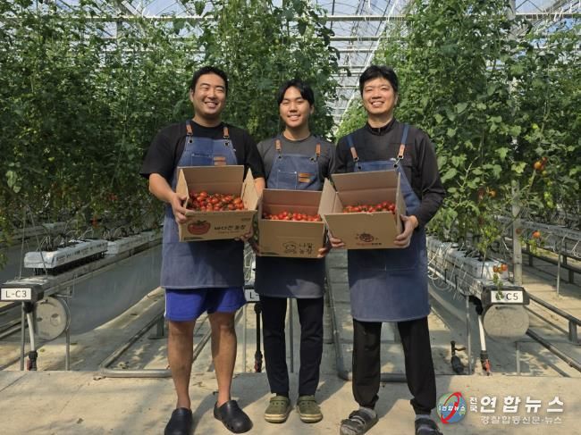 청년 농업인 스마트팜 방울토마토