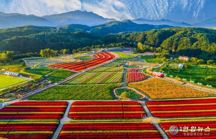 2025 가을, 고석정 꽃밭 화려한 계절의 마침표 찍다