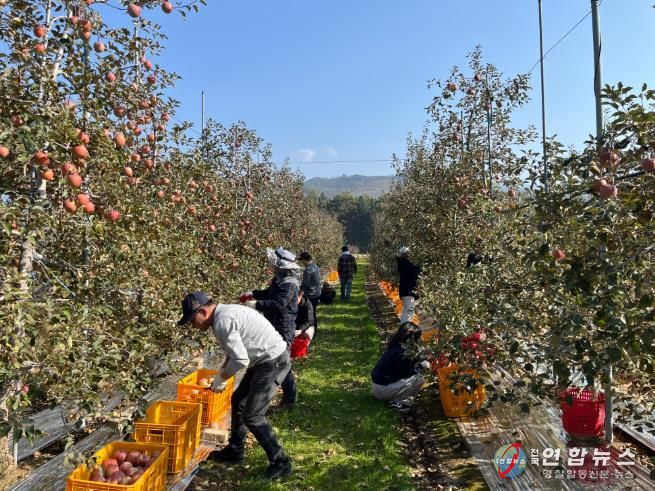 정선군, 지역사회 협력 농촌일손돕기 628명 참여 ‘농번기 인력난 해소 성과’