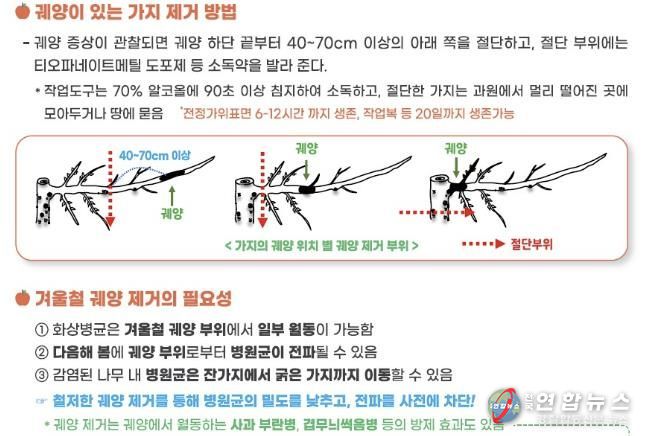 과수화상병 의심궤양 예찰 사진
