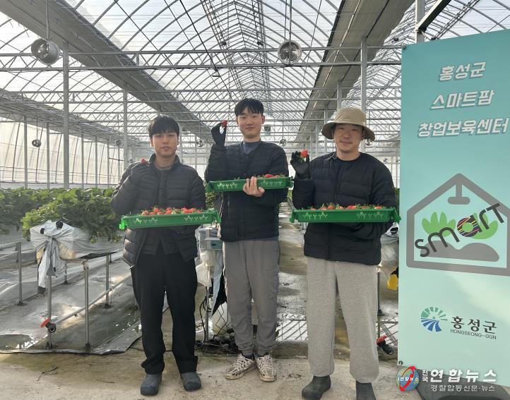홍성군, 청년농 딸기 첫 출하!