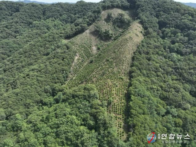 2025년도 조림 및 숲가꾸기 사업 전경 사진