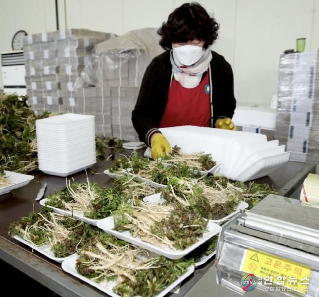 농산물 산지유통센터에서 달래 냉이를 선별하는 모습.