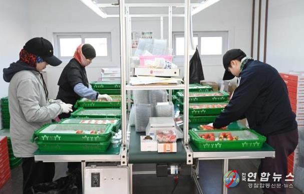 홍성 딸기, 2026년 시작과 동시에 ‘충남 수출 1위’ 달성