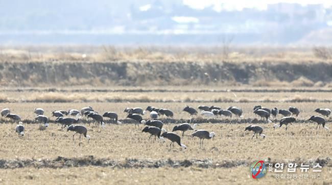 2026년 2월 10일 천수만에서 관찰된 흑두루미 모습