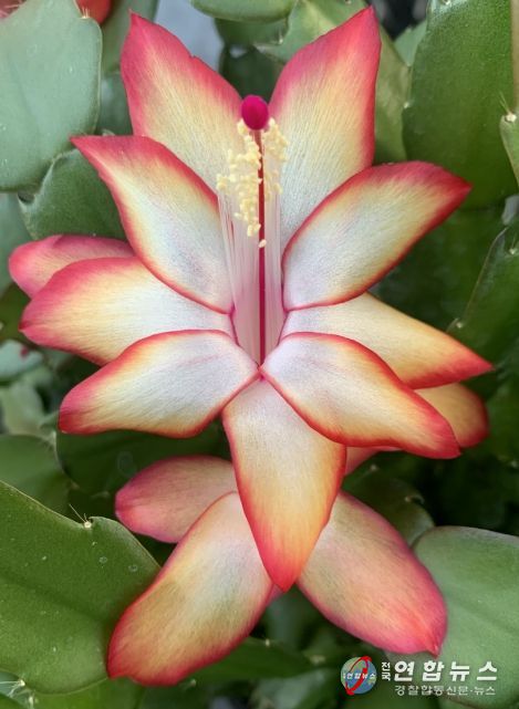 게발선인장 듀얼라벨