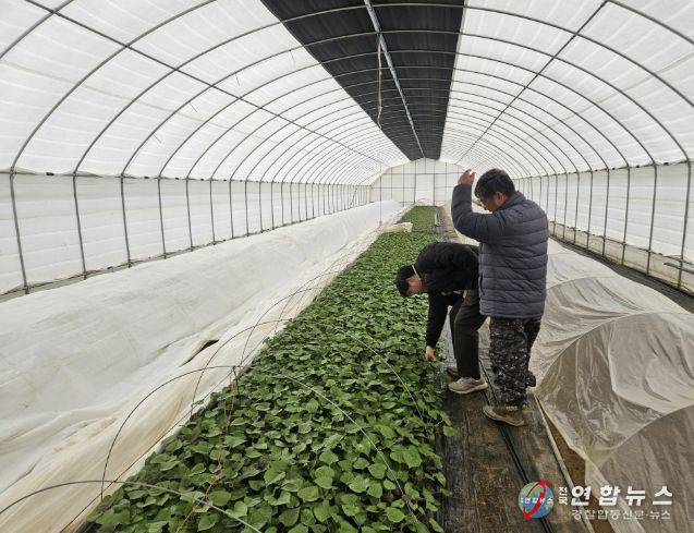 고구마 육묘 관리 현장