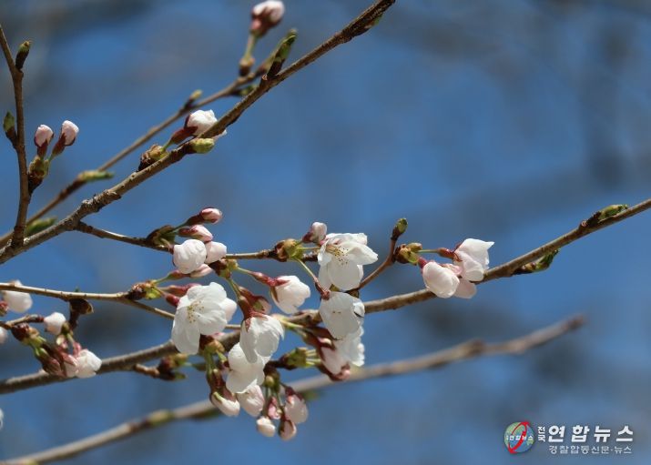 물향기수목원 왕벚나무 전경