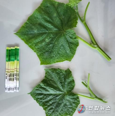 천안시농업기술센터의 원예작물 바이러스 진단키트 모습.