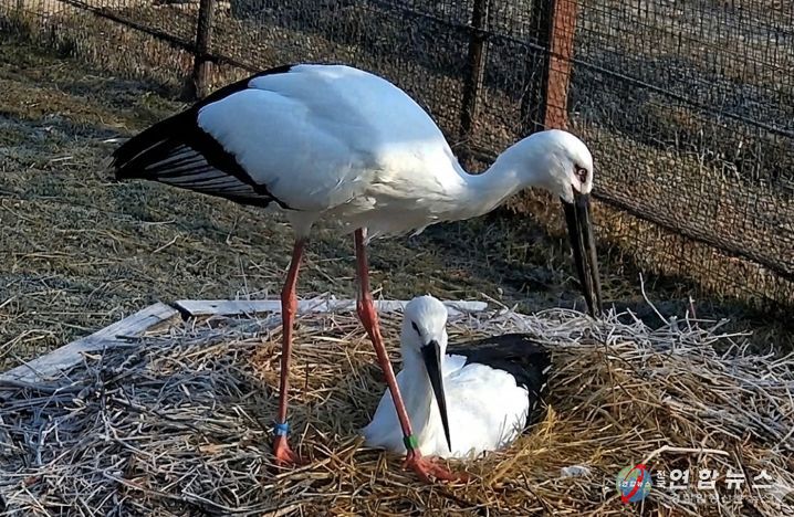 한일 황새 커플 모습