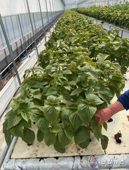 식재료 시료 채취 모습