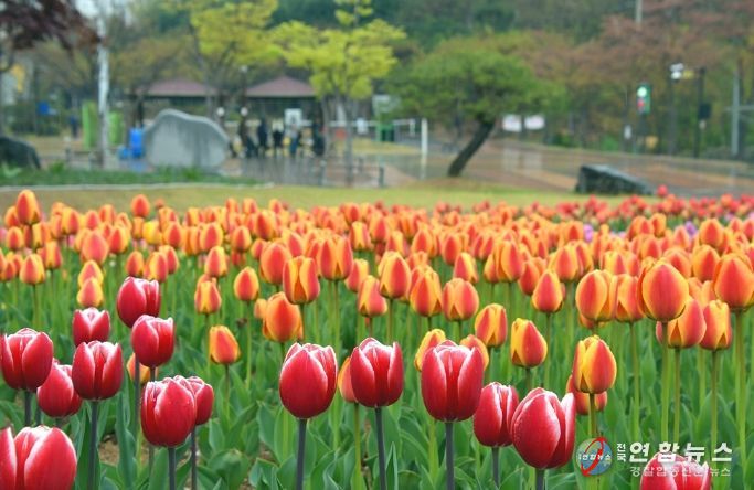의정부시, 봄맞이 하천환경정비 추진…꽃길 조성부터 수중 정비까지